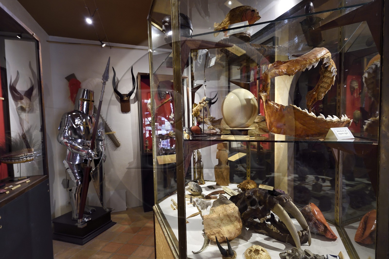 France, Dordogne, Perigord Noir, Dordogne valley, Sarlat la Caneda, Manoir de Gisson, cabinet of curiosities in the museum of the Manoir de Gisson