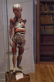 France, Charente-Maritime (17), La Rochelle, le Muséum d'histoire naturelle (muséum Lafaille), écorché d'anatomie du Docteur Auzoux (1838)