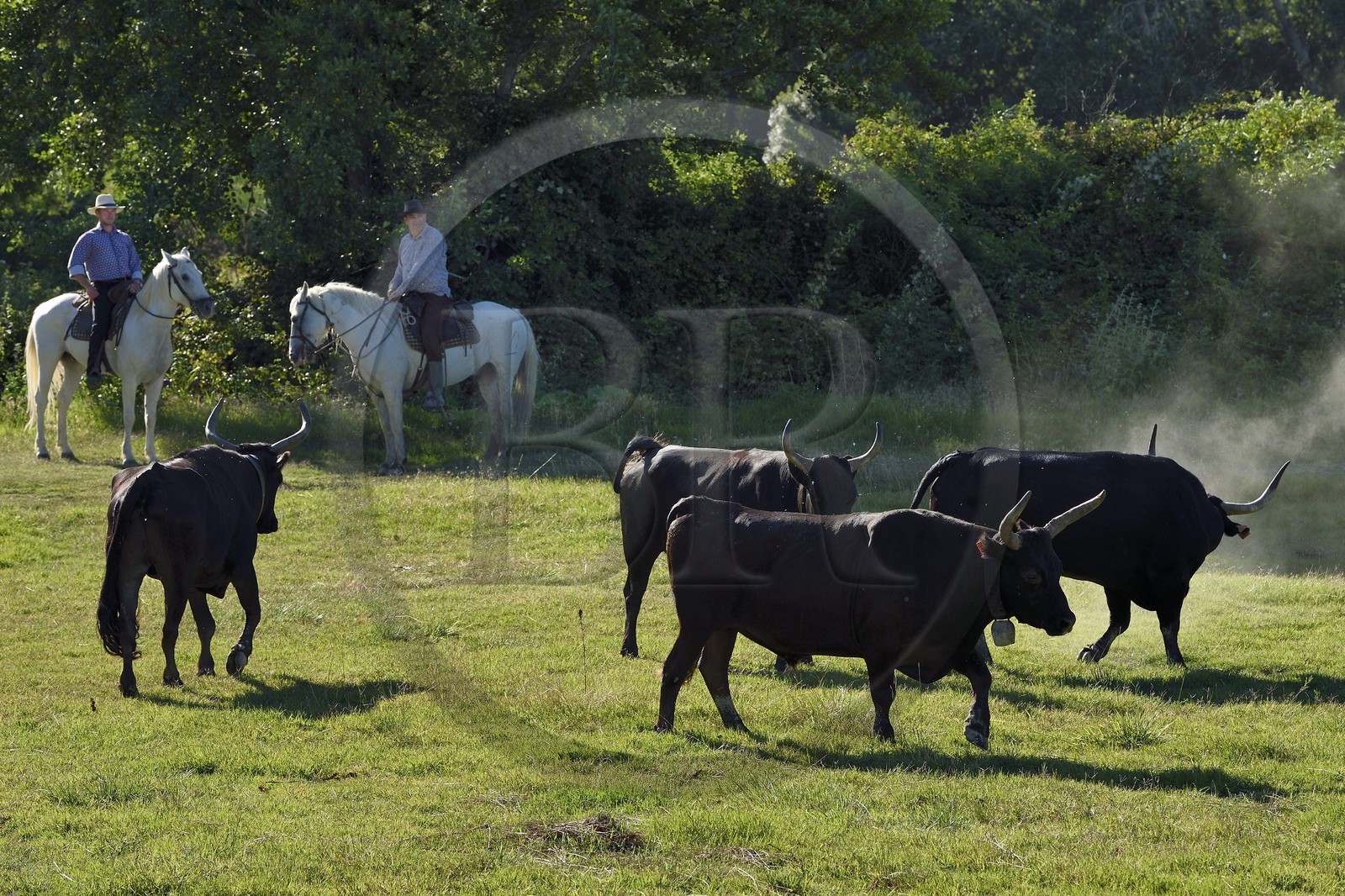 France, Bouches du Rhone, Parc naturel regional de Camargue (Regional Natural Park of Camargue), Mas du Menage, manade Saint Antoine (Cauzel), gardians with Camargue bulls called Raco di Biou
