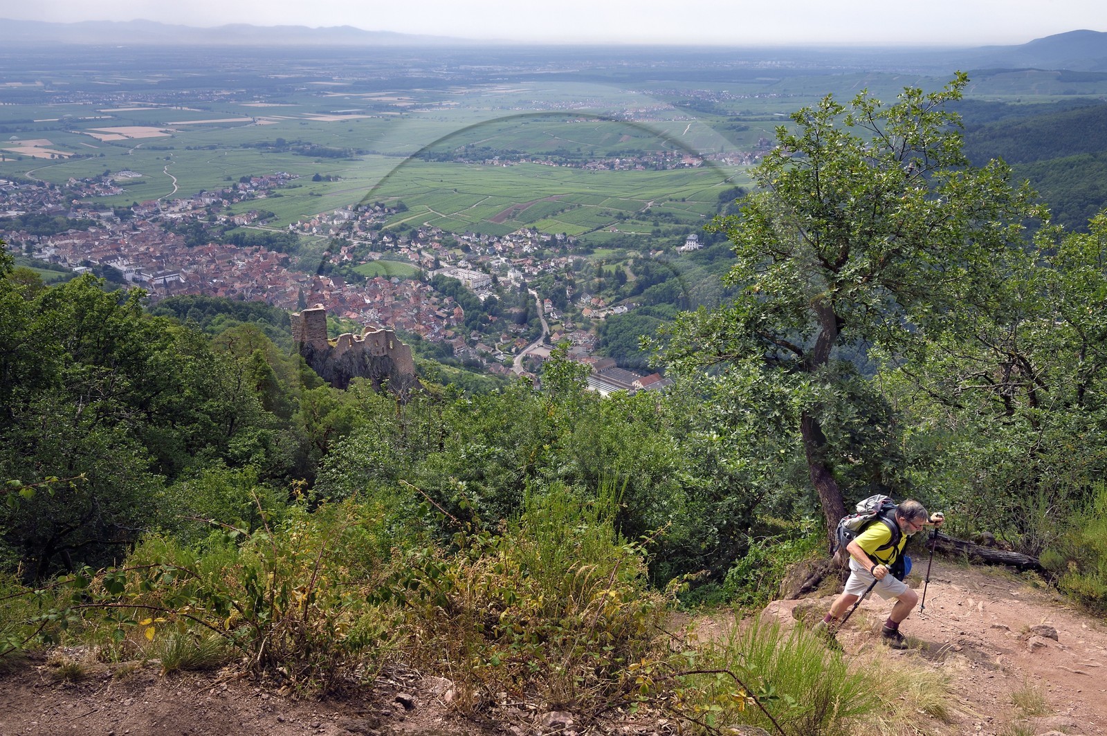 France, Haut-Rhin (68), Route des vins d'Alsace, Ribeauvillé, randonneur avec le chateau de Girsberg et Ribeauvillé en arrière plan