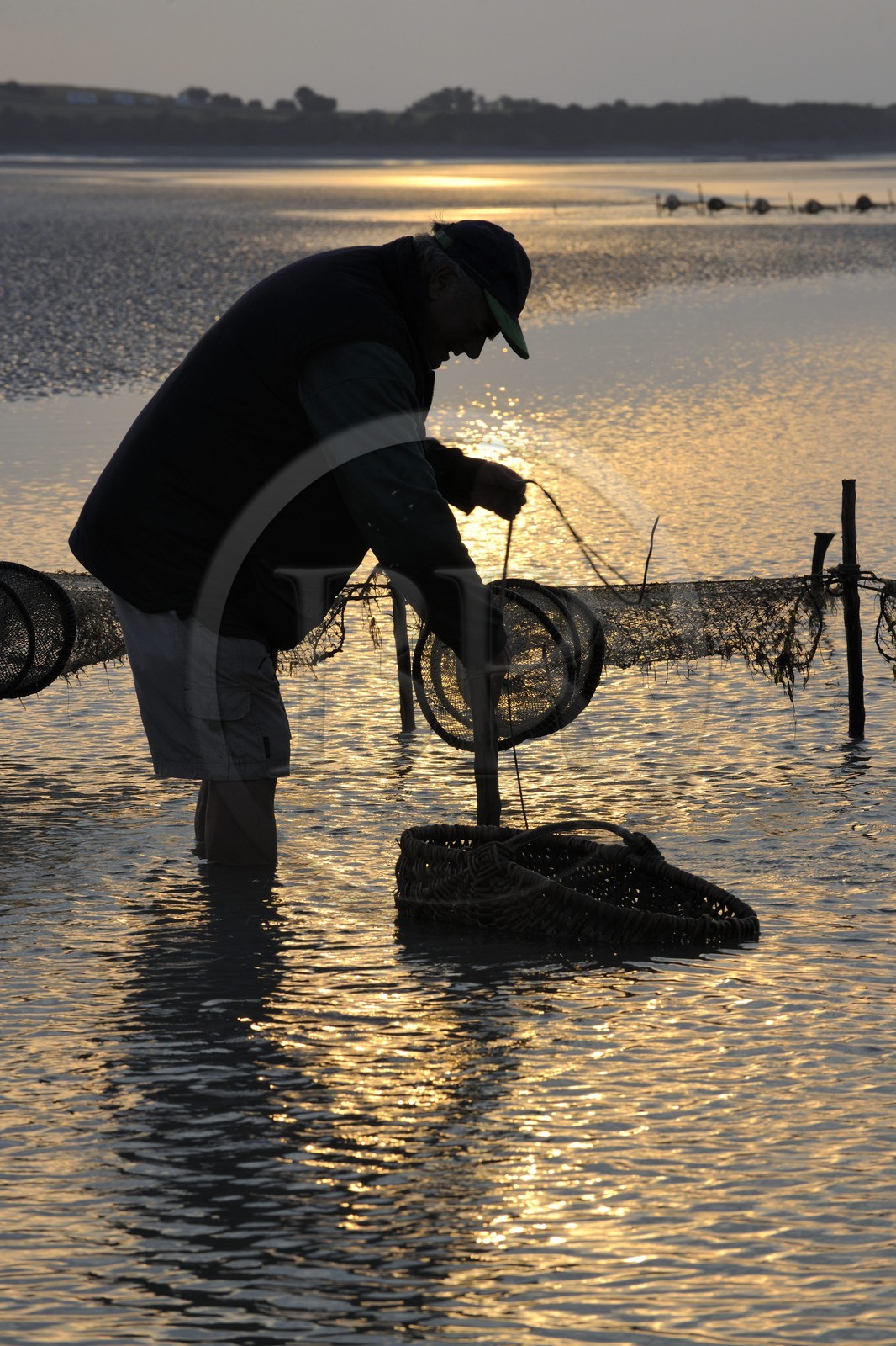 France, Manche (50), Baie du Mont-Saint-Michel, le pêcheur de grève Guy Jugan relevant ses filets de crevettes grises à l'aube