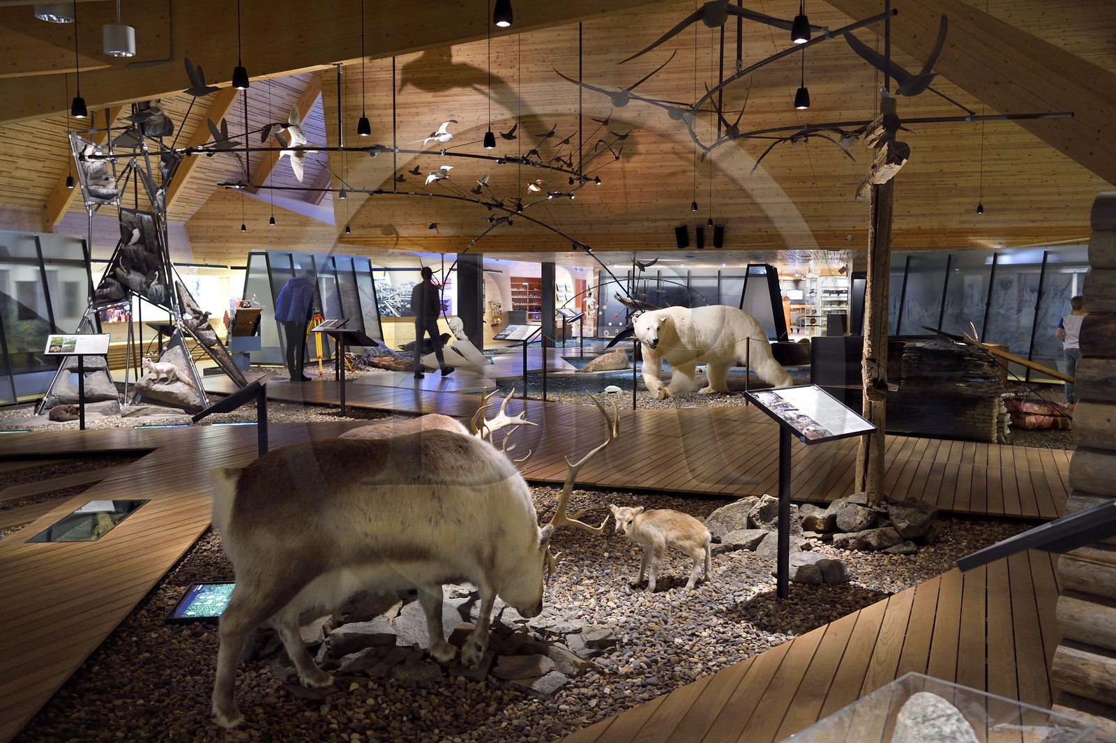 Norvège, Svalbard, Spitzberg, Longyearbyen, Svalbard museum, renne de Svalbard (Rangifer tarandus platyrhynchus)