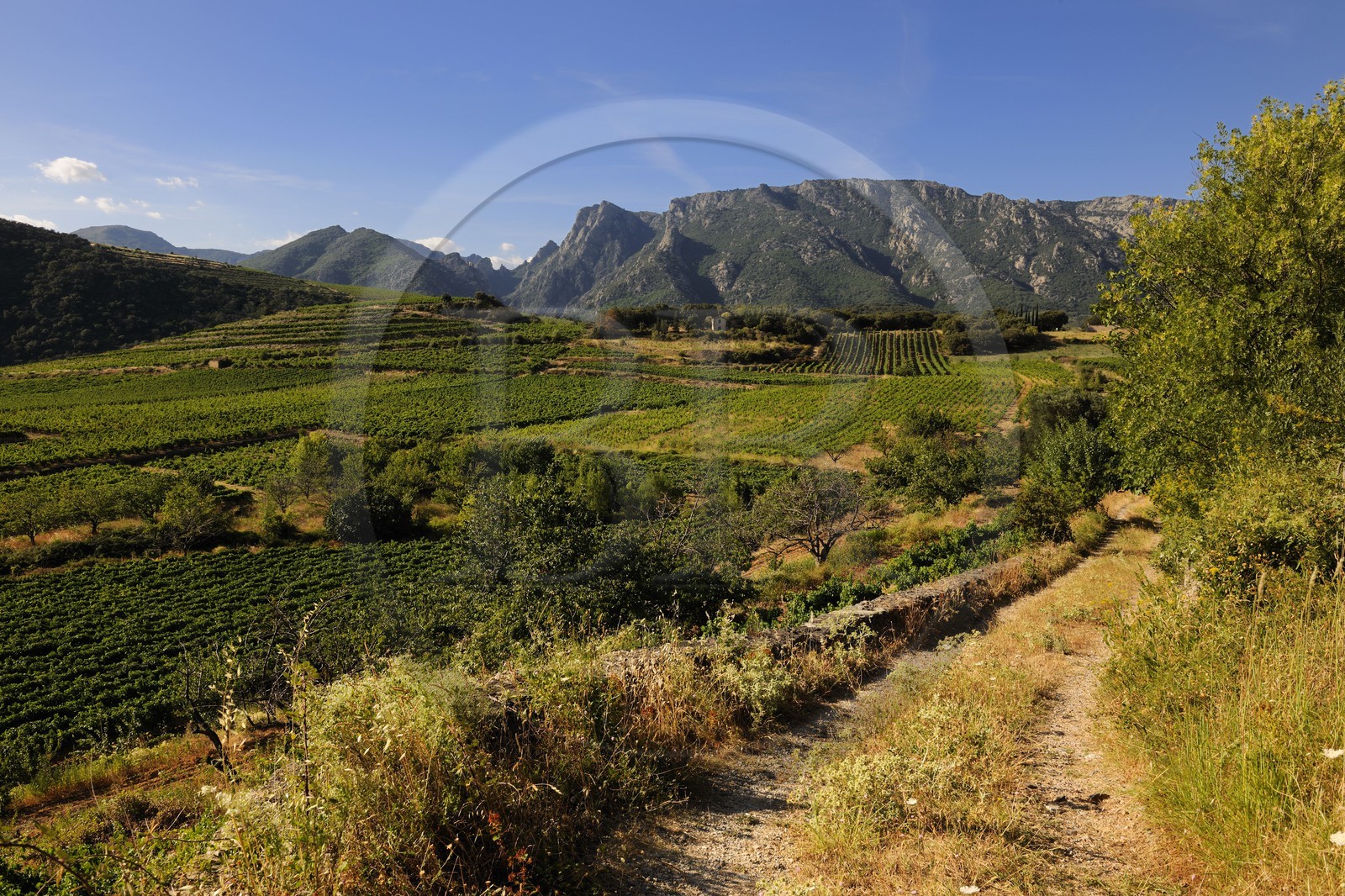 France, Hérault (34), vallée de l' Orb dans la region de Mons la Trivalle, vignoble AOC Saint-Chinian & Roquebrun