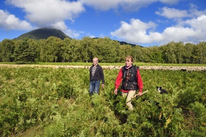 France, Puy de Dome, Parc Naturel Régional des Volcans d'Auvergne (regional nature park of Auvergne volcanoes), Chaine des Puys listed as World heritage by UNESCO, the shepherdesse Ostiane Vuillermoz and sheep breeder Jean-Luc Tourreix with his flock of Rava sheep at the foot of the Puy de Dôme volcano
