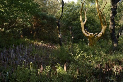 France, Morbihan (56), forêt de Brocéliande, Tréhorenteuc, sculpture L'Arbre d'Or de l'artiste François Davin dans le Val sans retour