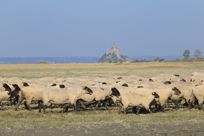 France, Ille-et-Vilaine (35), troupeau de moutons de prés salés du Mont-Saint-Michel