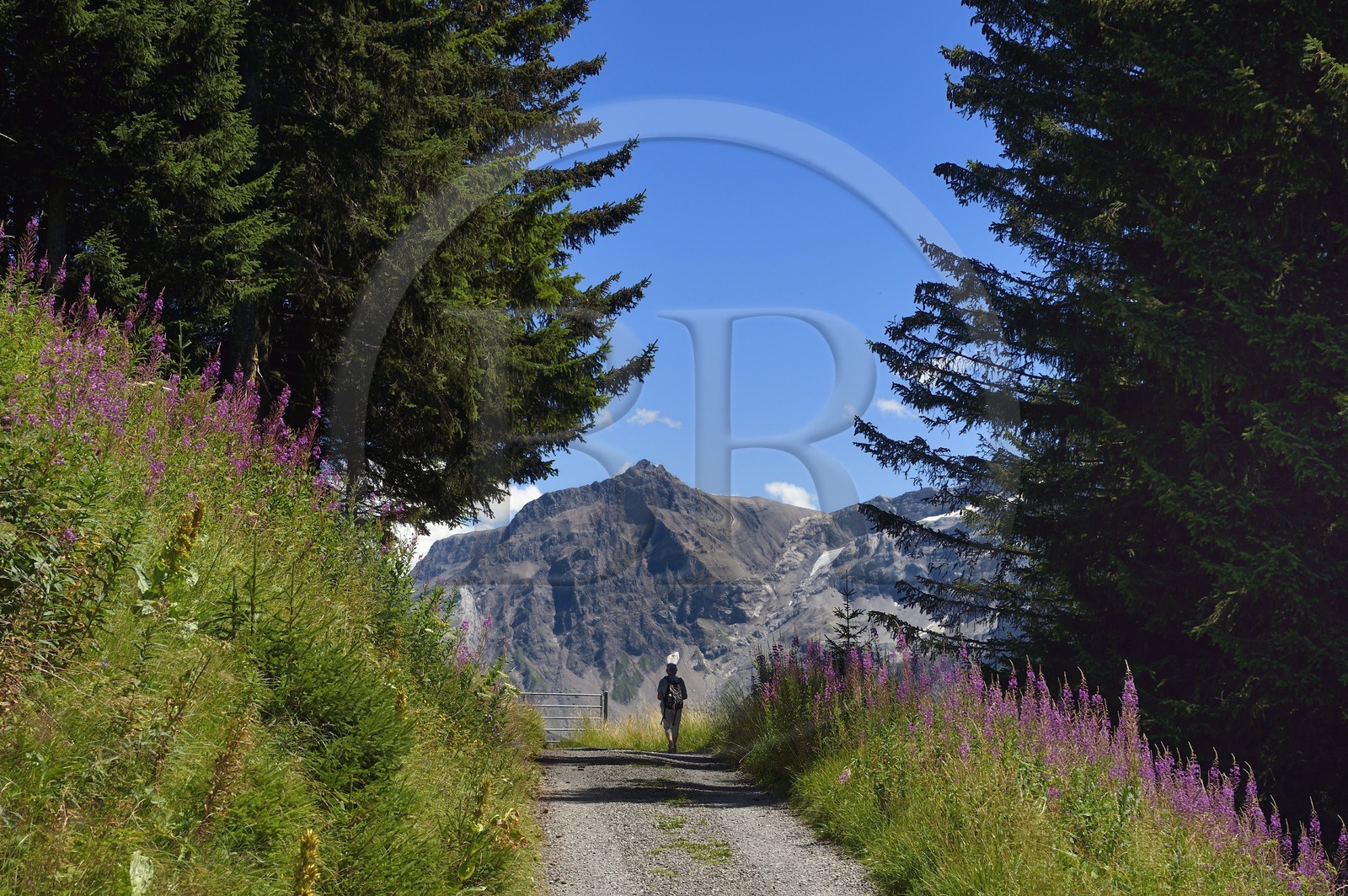 Suisse, canton de Vaud, Villars-sur-Ollon, randonnée du col de Bretaye au col de la Croix en passant par le hameau d'Ensex