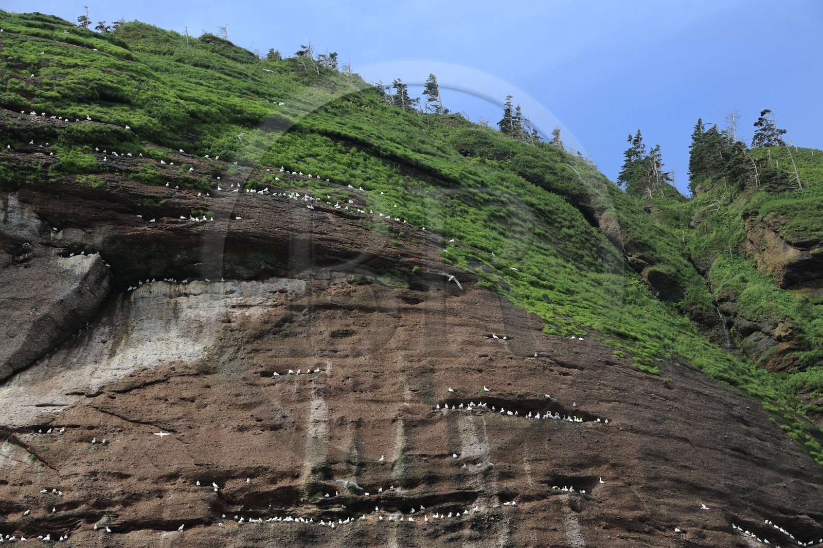 Canada, province de Québec, Gaspésie, île Bonaventure
