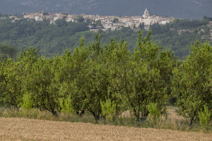 France, Vaucluse (84), Venasque, culture de l'amande par les Frères Silvain, paysans nougatiers, champ d'amandiers (amanderaie) et le village de Venasque en arrière plan