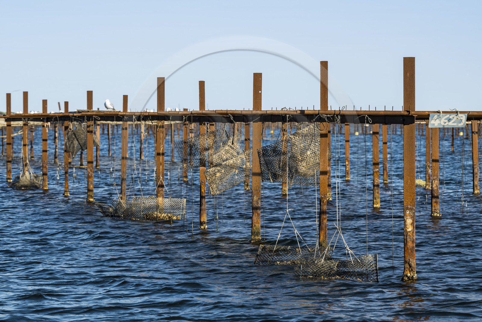 France, Hérault (34), Etang de Thau, Mèze, l'élevage en suspension des huitres sur des cordes dans le parc à huîtres