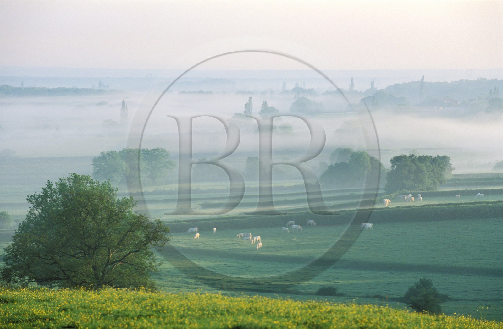France, Saône-et-Loire (71), Mâconnais au petit matin, paysage de le région de Chapaize