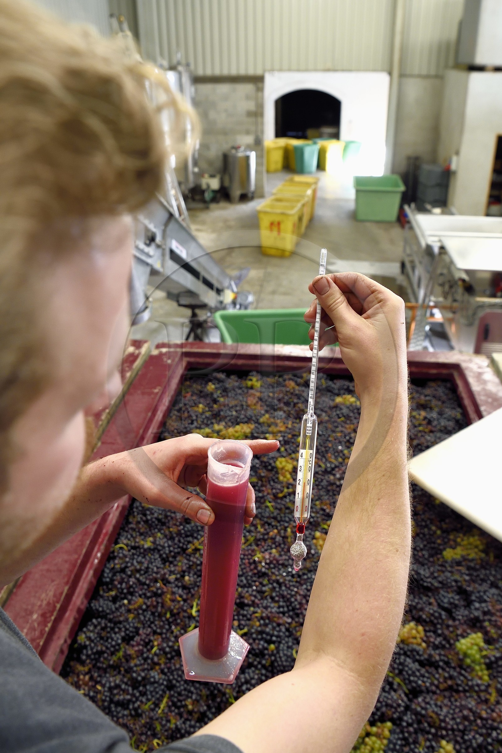 France, Haut-Rhin (68), Route des vins d'Alsace, Bergheim, Domaine viticole Marcel Deiss, fermentation du raisin dans une grande cuve, mustimètre, densimètre utilisé par les viticulteurs pour évaluer le taux d'alcool probable de leur vin