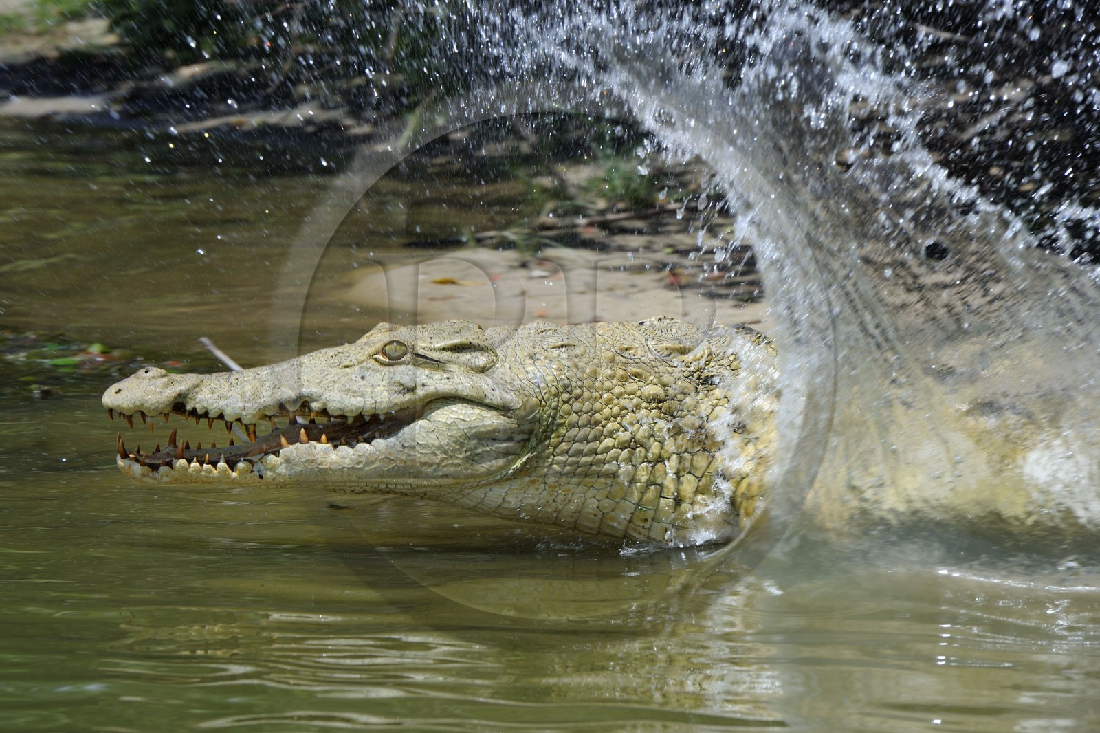 Tanzanie, Reserve de gibier de Selous une des plus grandes zones protégées au monde et inscrite sur la liste du patrimoine mondial de l’Unesco depuis 1982, crocodile du Nil (Crocodylus niloticus) sur le lac Nzerakera formé par la rivière Rufiji