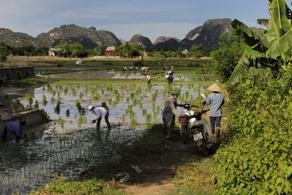 Vietnam, province de Ninh Binh, région surnommée la baie d'Halong terrestre, repiquage du riz dans une rizière