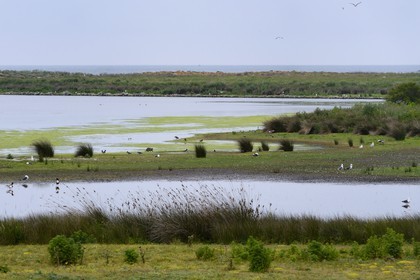 France, Finistère (29), La Foret Fouesnant, archipel des Glénan, Ile du Loc'h, autours de l'étang se concentre la vie animale