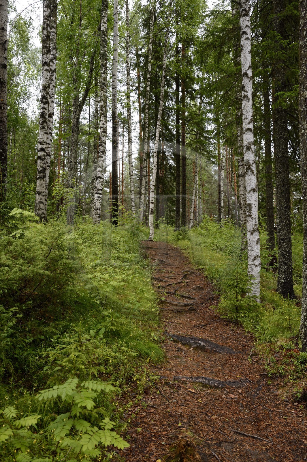 Suède, Comté de Vasterbotten, région d'Umea, forêt de bouleaux à Tallberg