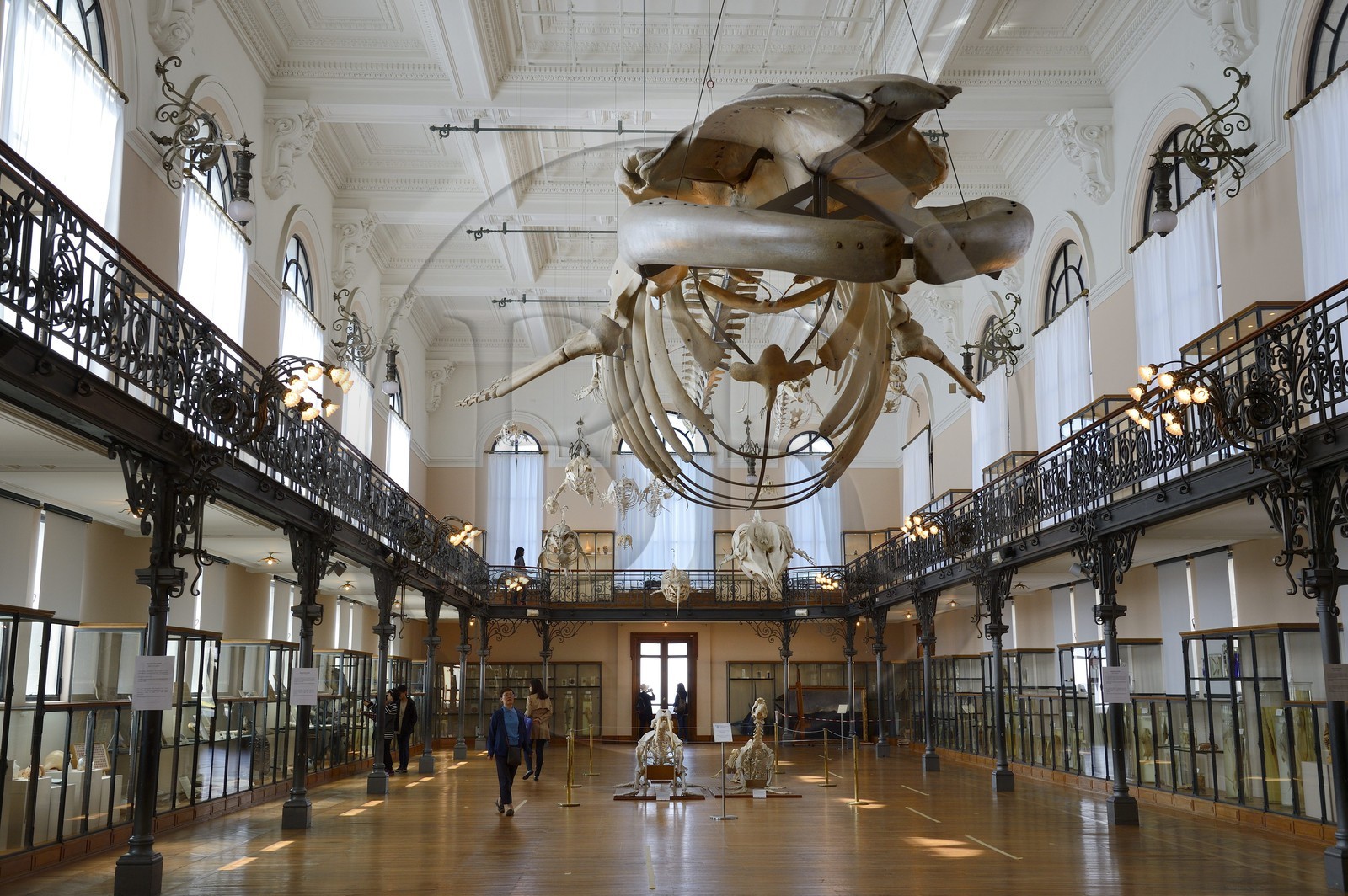 Principality of Monaco, Monaco, the oceanographic museum, the Whale Hall allows to discover the collection of Natural History