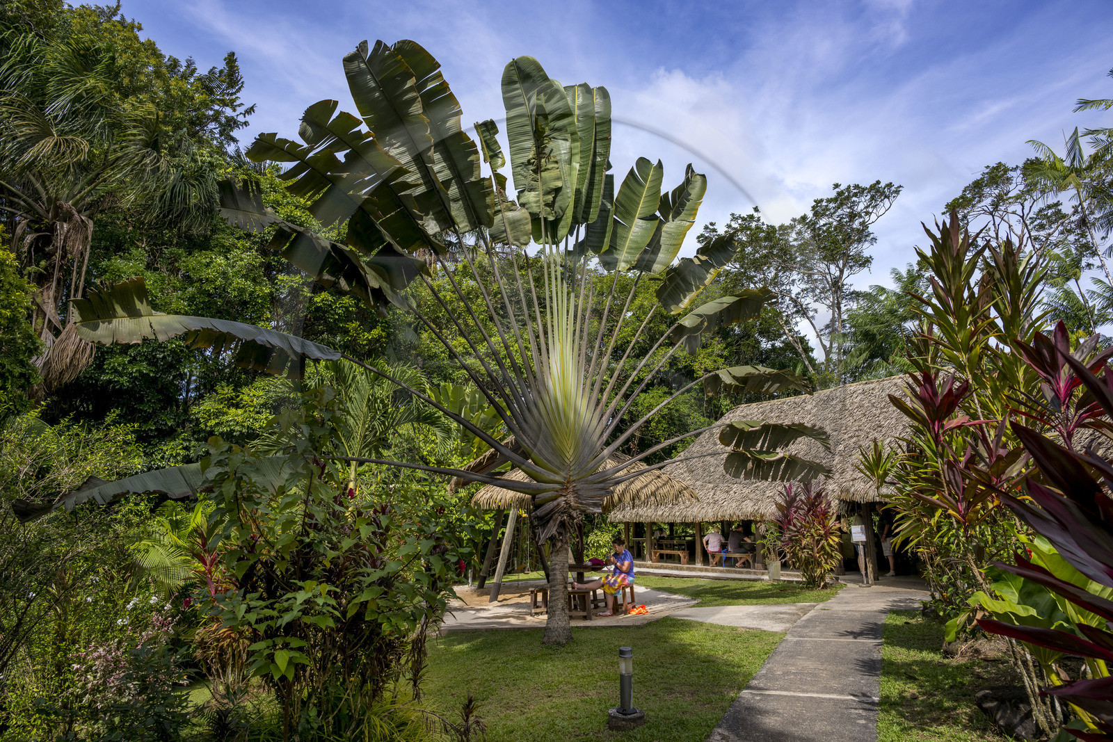 France, Guyane, le carbet du Camp Maripas en bordure du fleuve Kourou, arbre du voyageur (Ravenala madagascariensis)