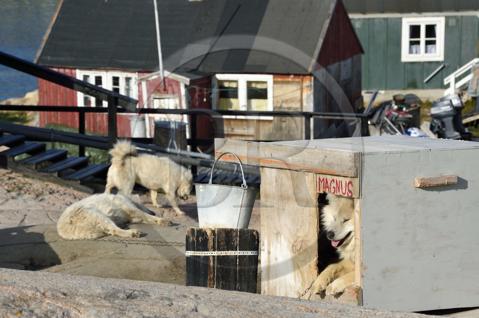 Groenland, cote ouest, baie de Disko, Ilulissat, chiens de traineau