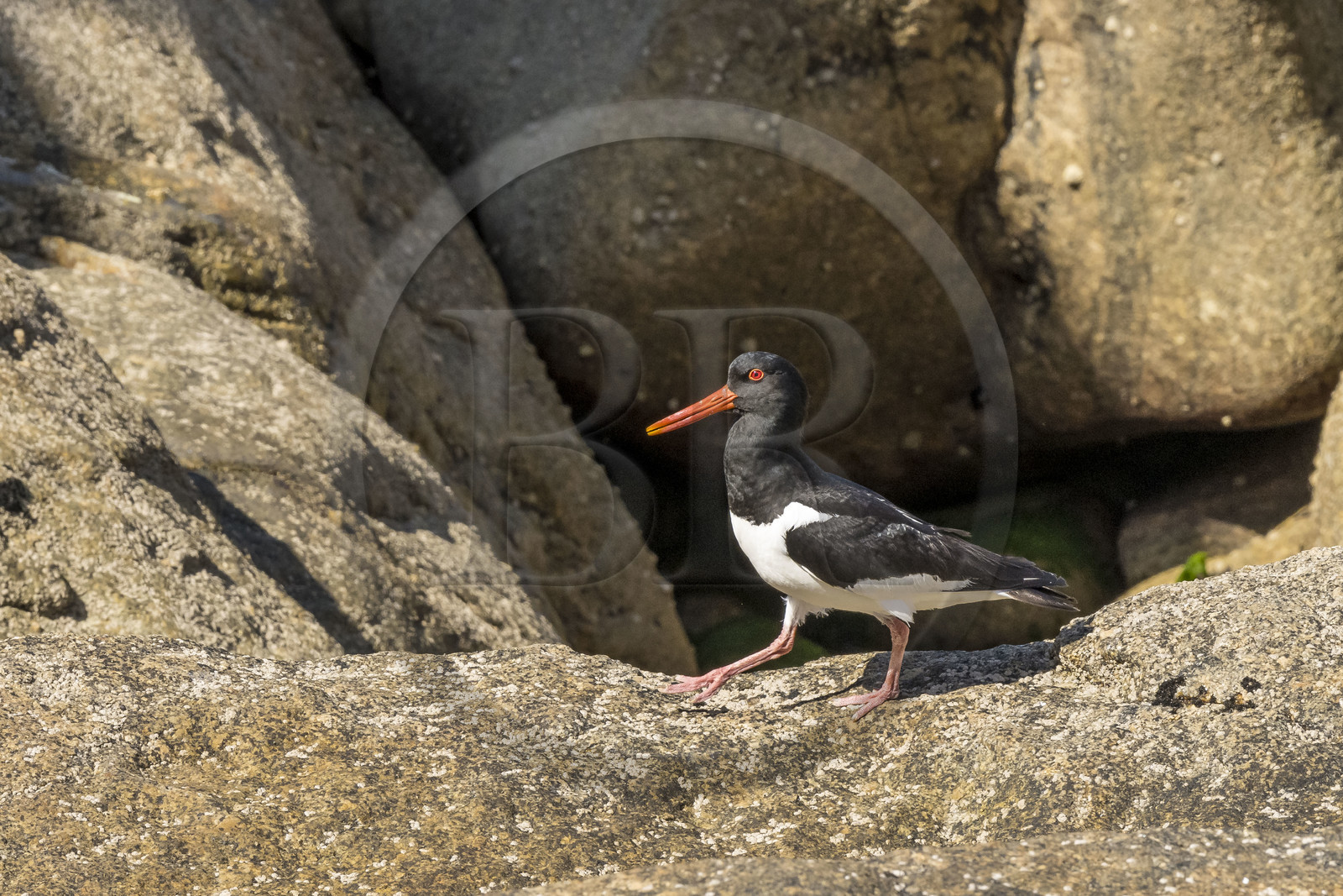 France, Finistère (29), Pays des Abers, Ile Vierge dans l'archipel de Lilia, huitrier pie (Haematopus ostralegus)