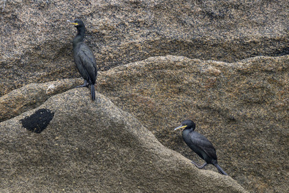 France, Finistère, Carantec, Ornithological reserve of the islets of the Morlaix Bay, Great crested cormorant (Gulosus aristotelis) on Vesoul Island