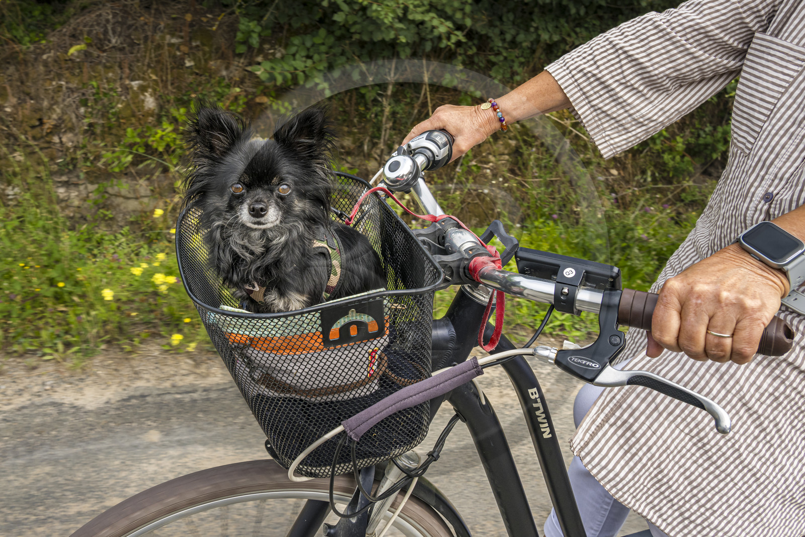 France, Vendée (85), île de Noirmoutier, Noirmoutier-en-l'Ile, L'Herbaudière, promenade à bicyclette avec son chien