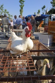 France, Saône et Loire (71), Louhans, le marché à la volaille du lundi, coq de Bresse pattes bleues