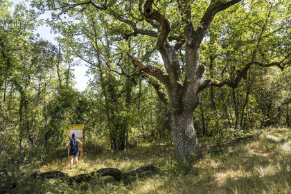 France, Var (83), Provence Verte, Bras, Académie du Bain de Forêt Provençale, forêt du domaine Le Peyrourier - une campagne en Provence