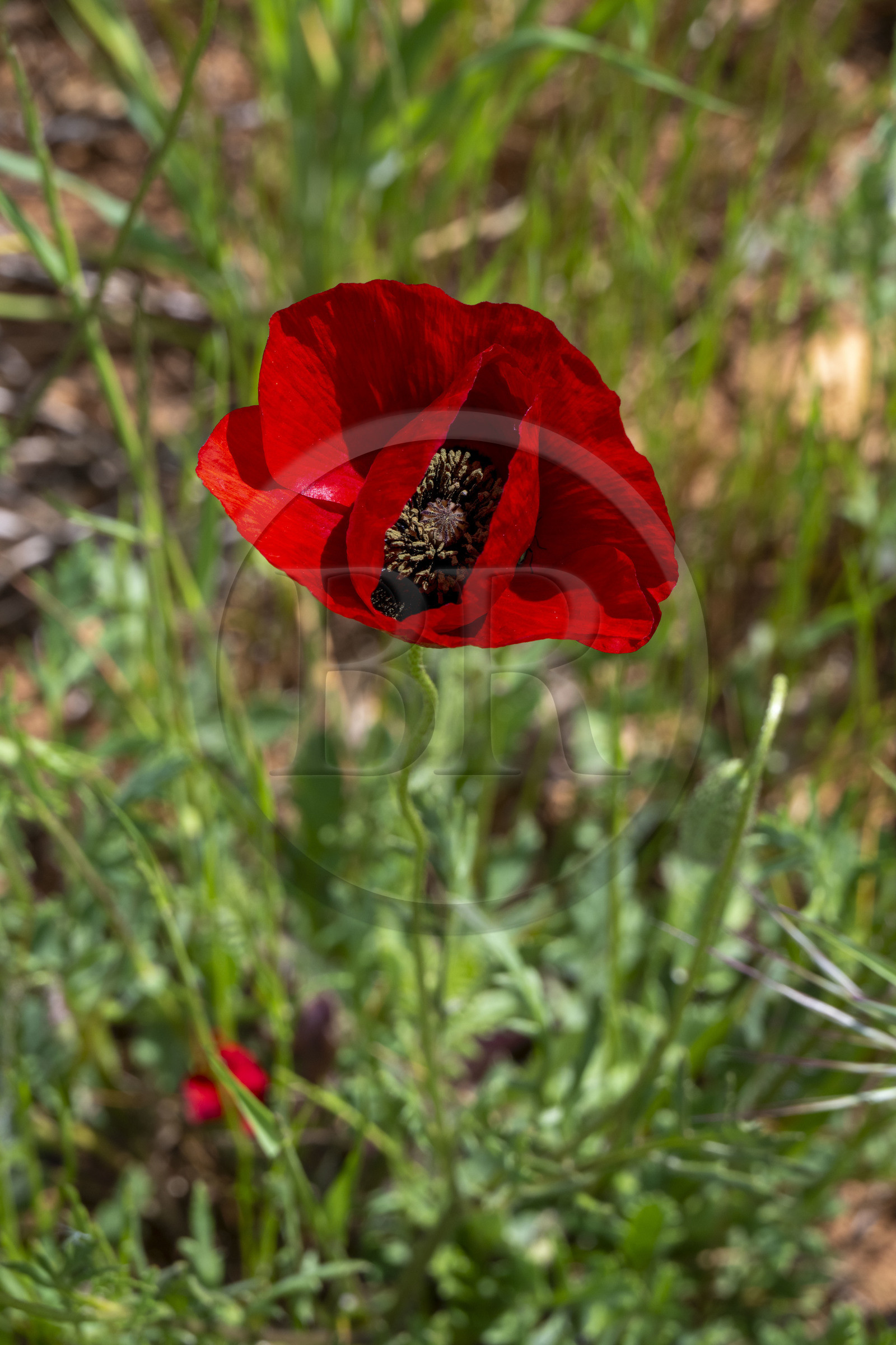 France, Alpes-de-Haute-Provence (04), Parc Naturel Régional du Verdon, Quinson, coquelicot dans un champ