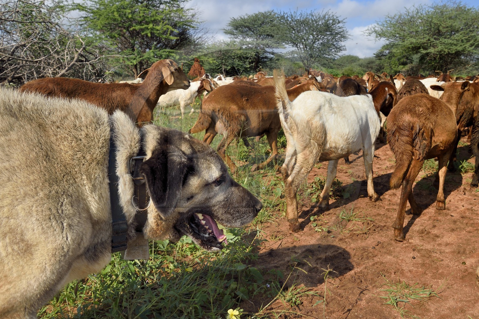 Namibie, Otjiwarongo, Cheetah Conservation Fund, centre de recherche et d'éducation, le Livestock Guarding Dog Program (programme chien de garde du bétail) du CCF a été très efficace pour réduire les taux de prédation et ainsi aussi l'inclinaison des agriculteurs à piéger ou tirer sur des guépards, chien Berger d'Anatolie aussi connu sous le nom de Kangal surveillant un troupeau de chèvres Boer et de moutons Damara