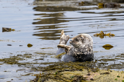 France, Finistère (29), Penmarch, archipel des Étocs, phoque gris (halichoerus grypus)