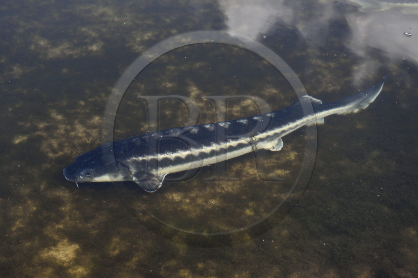 France, Dordogne (24), Périgord Blanc, Neuvic, Domaine Huso, société de production du Caviar de Neuvic, esturgeon sibérien (Acipenser baerii)