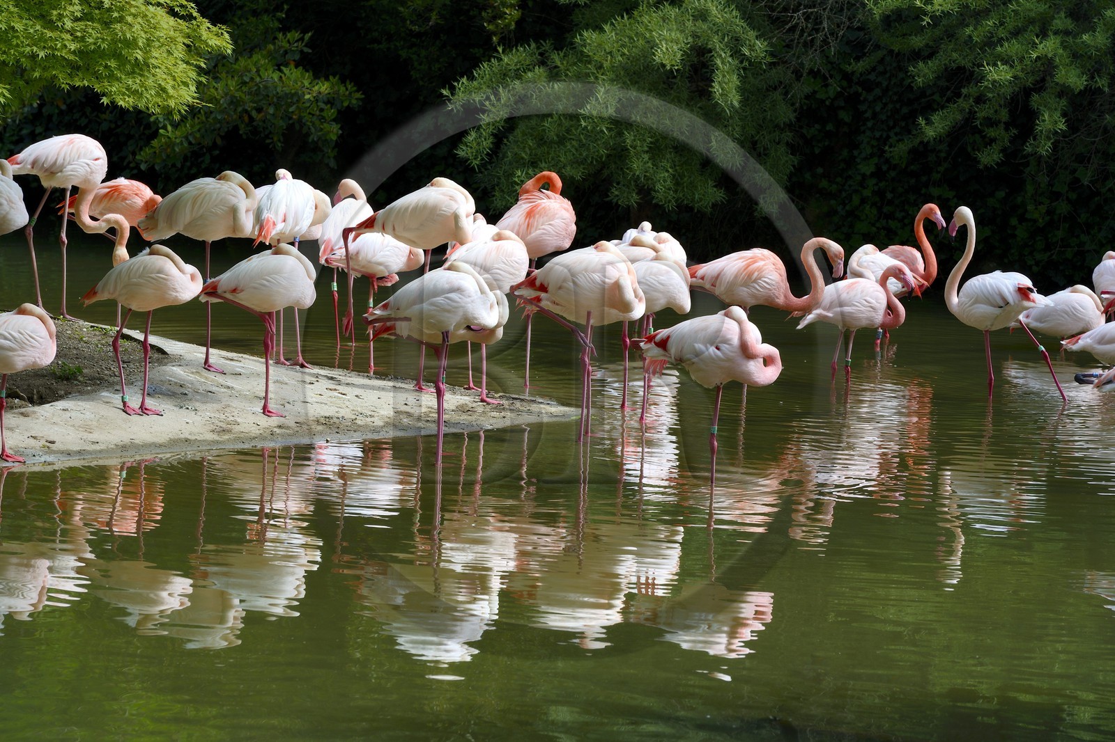 France, Rhone, Lyon, Parc de la Tete d'Or (Tete d'Or park), the zoo, the flamingos