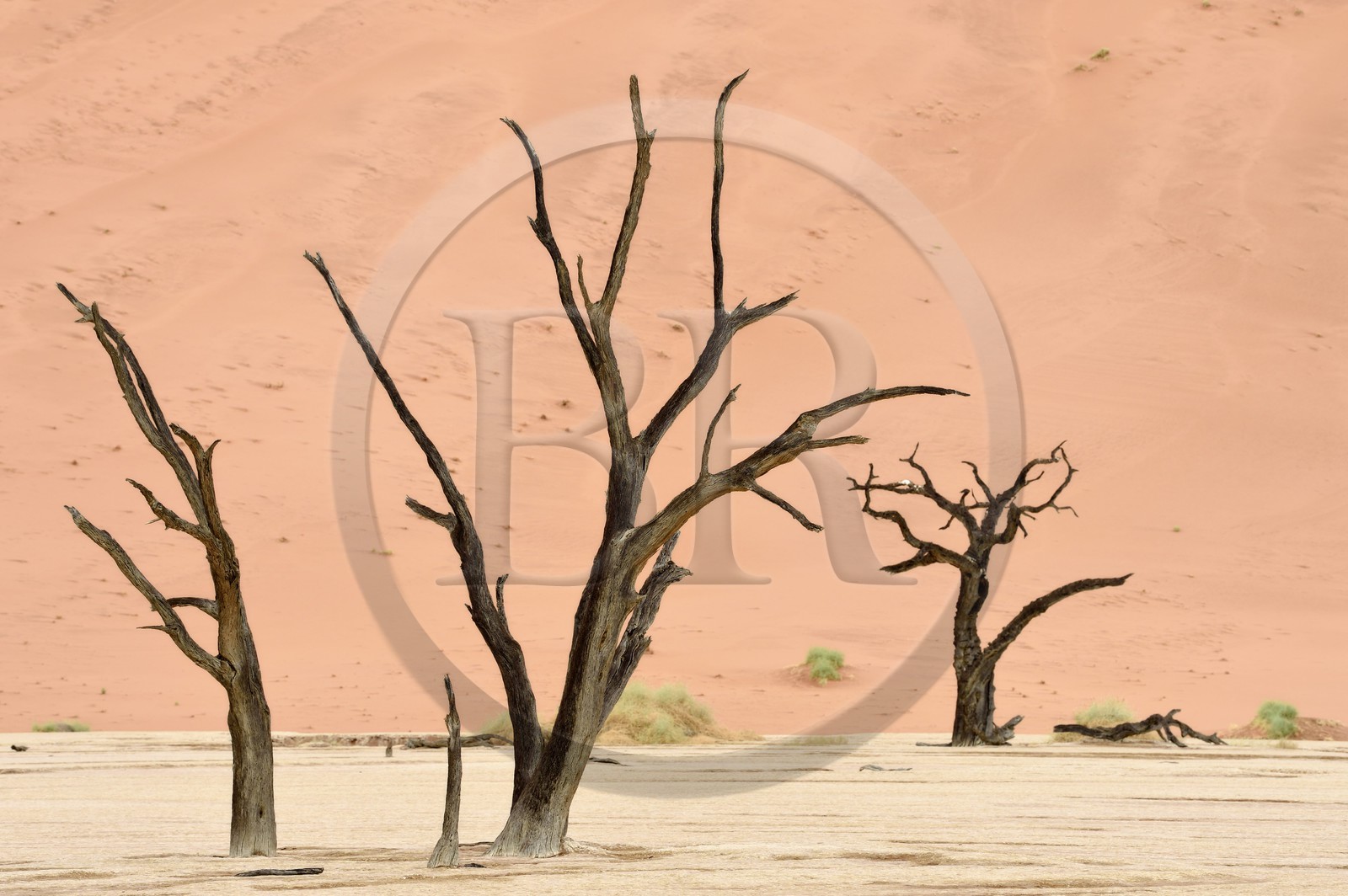 Namibie, région d'Hardap, désert du Namib, parc national du Namib-Naukluft, Erg du Namib classé Patrimoine Mondial de l'UNESCO, dunes de Sossusvlei, Dead Vlei, arbres morts de Camelthorn Acacia (Acacia erioloba)