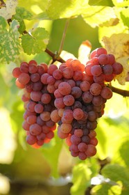 France, Bas-Rhin (67), la vigne au pied du château de Ortenbourg