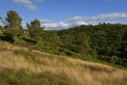 France, Morbihan (56), forêt de Brocéliande, Tréhorenteuc, la lande du Val sans retour