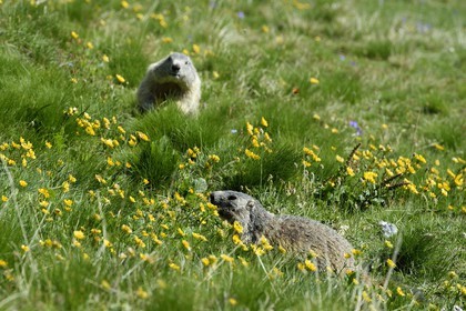 France, Alpes de Haute Provence, Uvernet Fours, Mercantour National Park, Ubaye valley, Cayolle pass (2326 m), Marmot (Marmota marmota) on the the alpine lawn