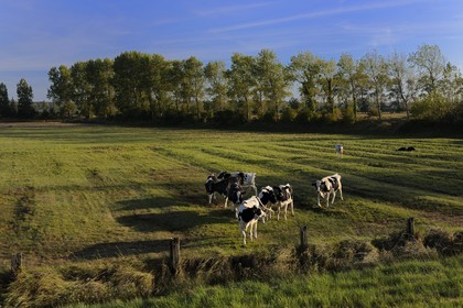 France, Ille-et-Vilaine (35), le polder du Mont-Saint-Michel, vaches dans les prés