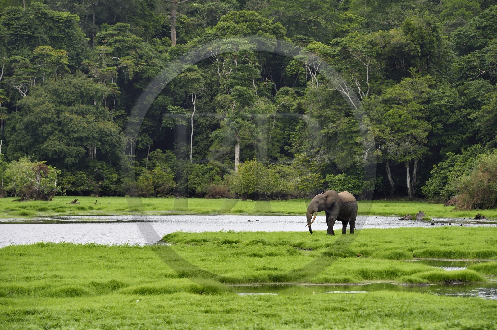 Gabon, province de Ogooué- Maritime, Parc National du Loango, site de Akaka dans la lagune du Fernan Vaz (Nkomi), éléphant de forêt d'Afrique (Loxodonta cyclotis)