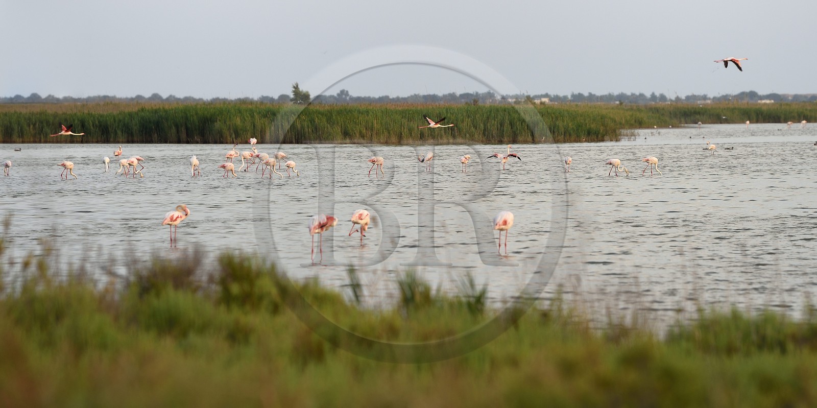 France, Bouches-du-Rhône (13), Parc naturel régional de Camargue, étang de Malagroy, flamants roses (Phoenicopterus roseus)