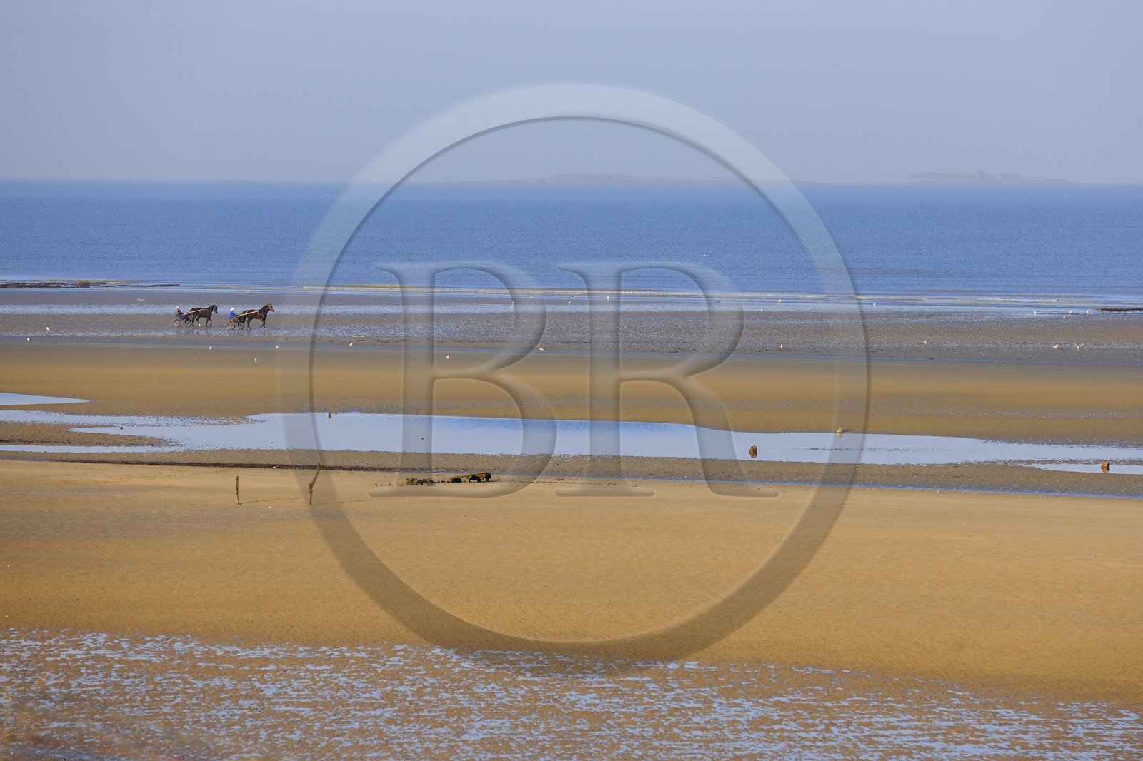 France, Manche (50), Cotentin, Sainte-Marie-du-Mont, Utah Beach où prit place le principal débarquement americain le 6 juin 1944, attelage de course de trot sur la plage à marée basse
