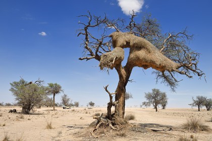 Namibie, région de Erongo, parc national Namib Naukluft, désert du Namib, un grand nid d'oiseaux de Républicain Social dans un arbre d'acacia mort
