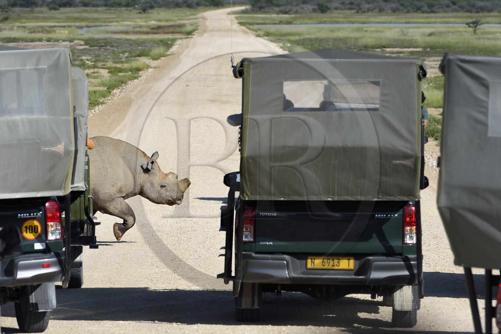 Namibie, région de Oshikoto, Parc National d'Etosha, rhinocéros noir (Diceros bicornis) aux deux cornes coupées pour lutter contre le braconnage, passe sur la piste devant les 4x4 des touristes