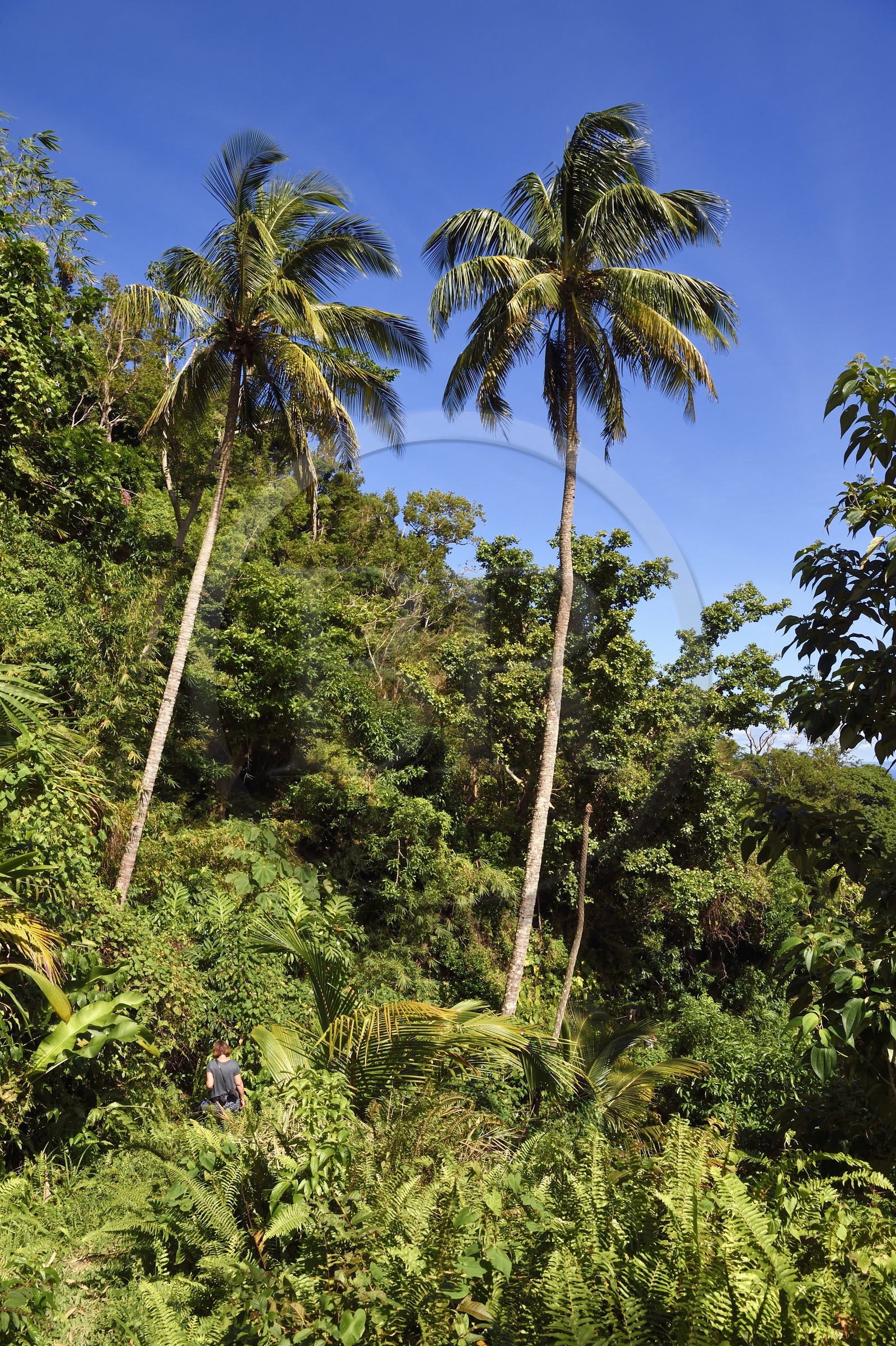 Caribbean, Dominica Island, hiker on segment 13 of the Waitukubuli National Trail in the north of the island between Pennville and Capuchin