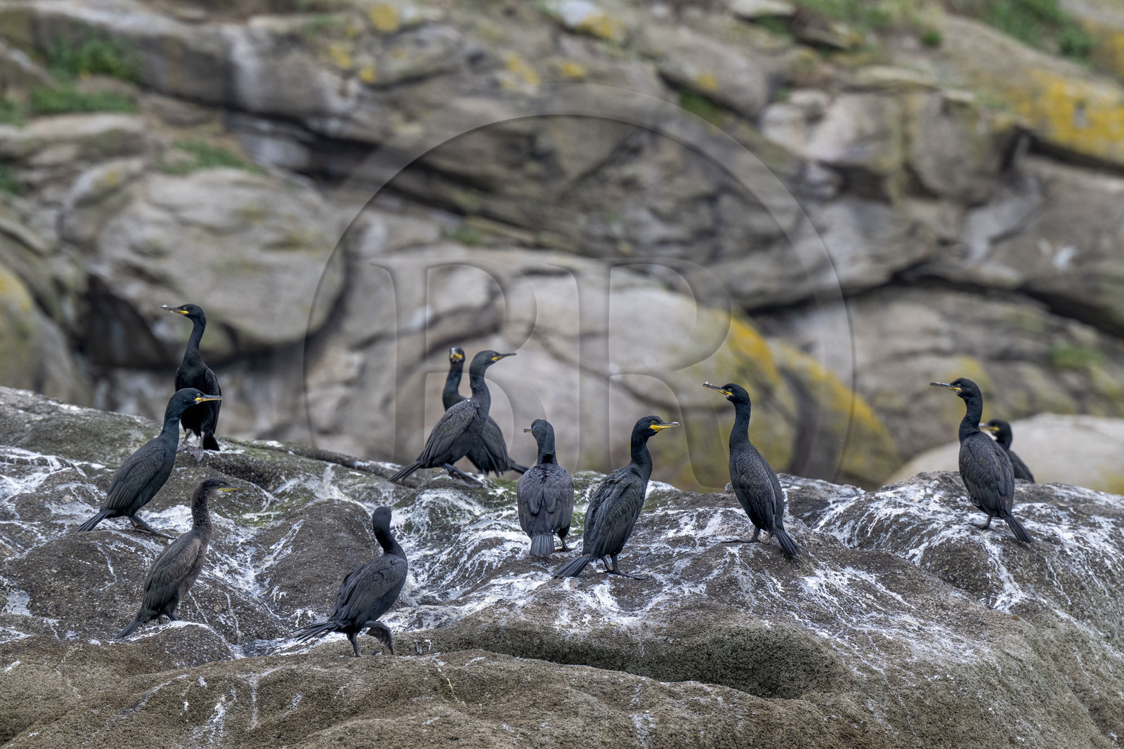 France, Finistère (29), Carantec, Réserve ornithologique des îlots de la Baie de Morlaix, Cormoran huppé (Gulosus aristotelis)