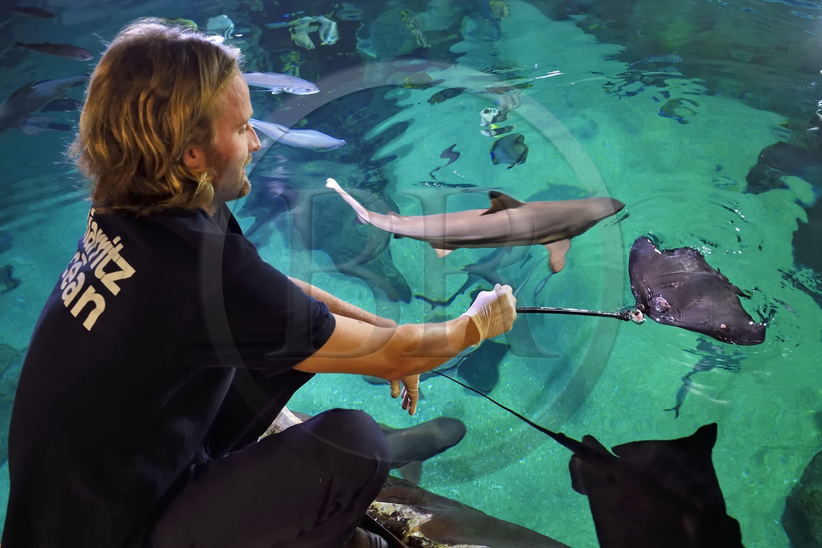 France, Pyrénées-Atlantiques (64), Pays-Basque, Biarritz, l'Aquarium - le Musée de la Mer, Jean Baptiste Nurenberg nourrissant une raie pastenague (Dasyatis pastinaca) et des requins