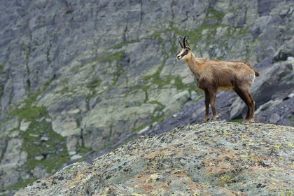 France, Alpes-Maritimes, parc national du Mercantour (Mercantour National Park), the Vallee des Merveilles (Valley of Wonders) towards the Pas de l'Arpette (Arpette pass), adult male chamois