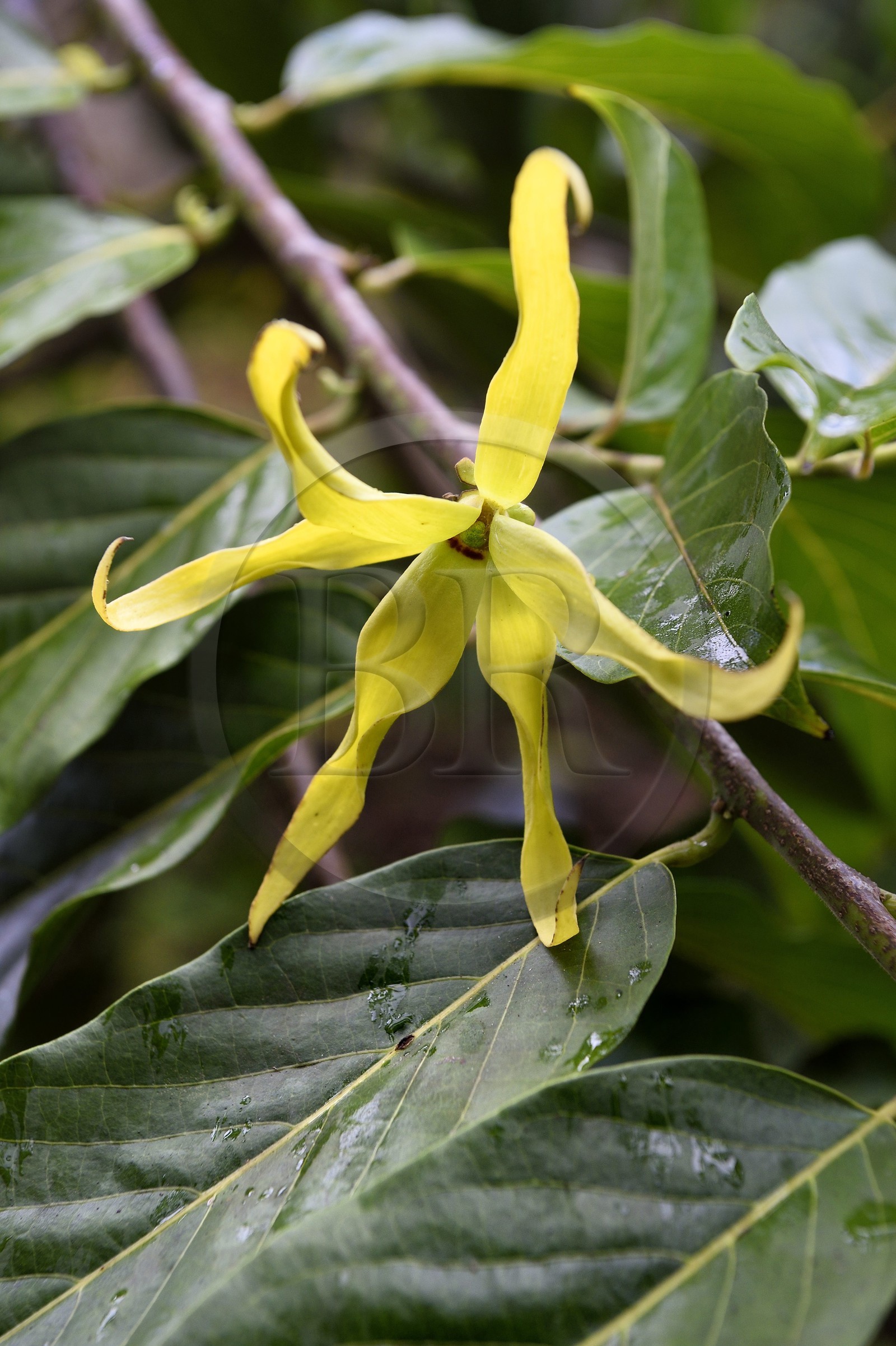 France, Ile de Mayotte, Grande-Terre, Ouangani, fleur d'ylang-ylang (Cananga odorata) et leur feuillage