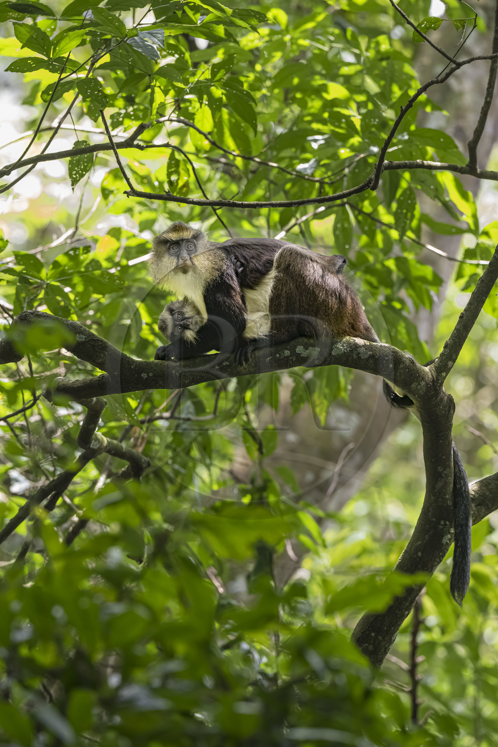 Rwanda, Province de l’Ouest, Nyakabuye, Parc national de Nyungwe, forêt tropicale humide naturelle de Cyamudongo, Cercopithèque de Dent (Cercopithecus denti) femelle avec son petit