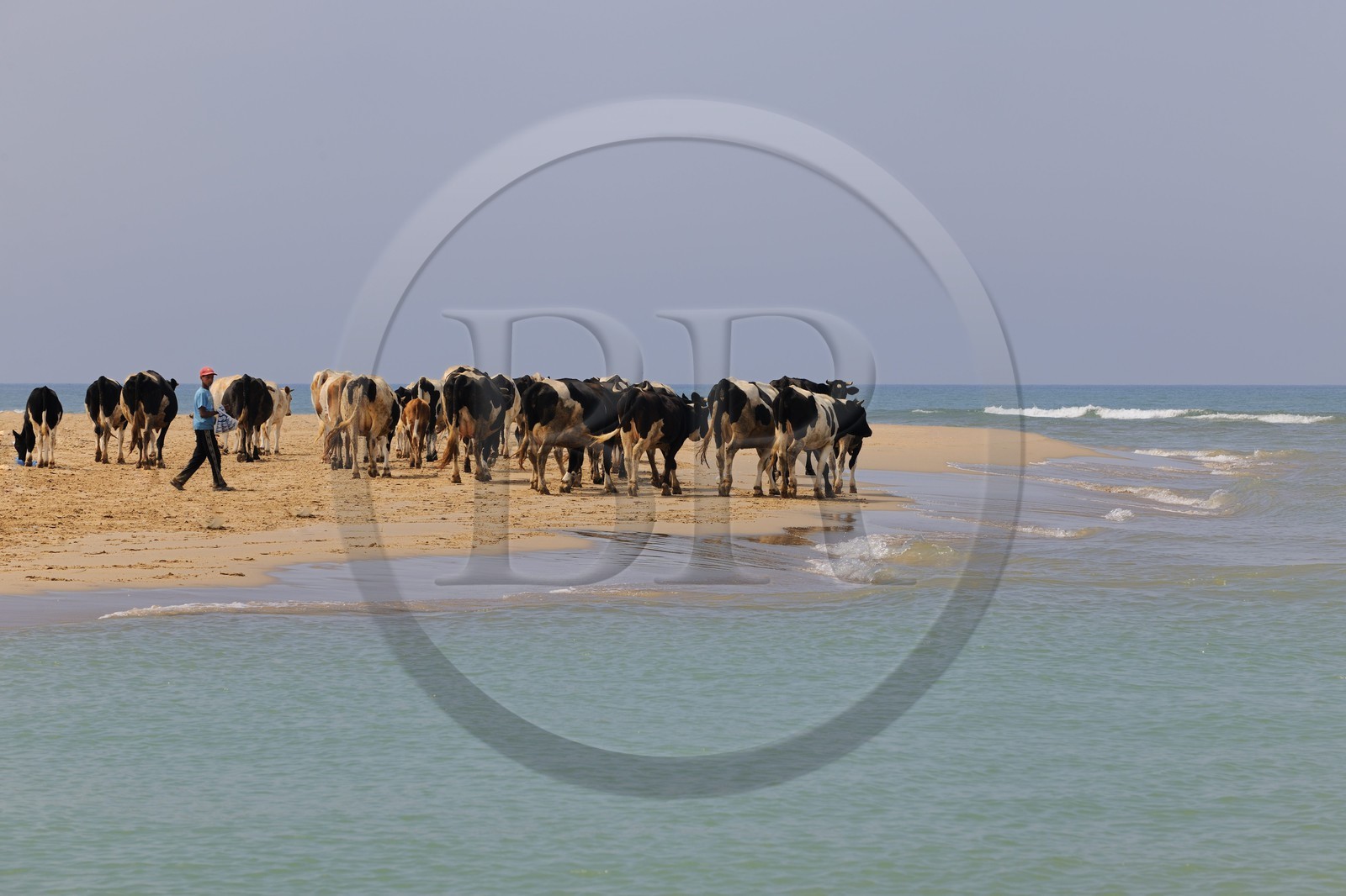 Maroc, région de l'Oriental, troupeau de vaches longeant la mer